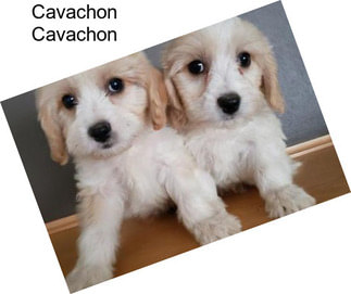 Cavachon Cavachon