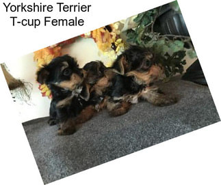 Yorkshire Terrier T-cup Female