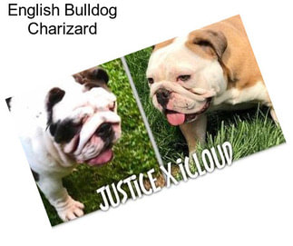 English Bulldog Charizard