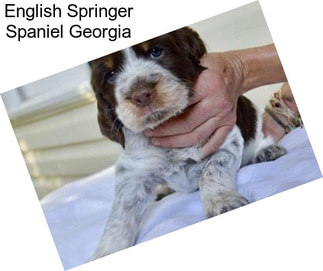 English Springer Spaniel Georgia