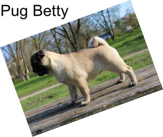Pug Betty