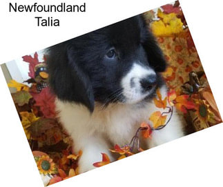 Newfoundland Talia