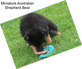 Miniature Australian Shepherd Bear