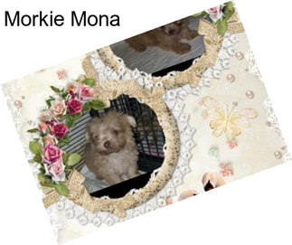 Morkie Mona
