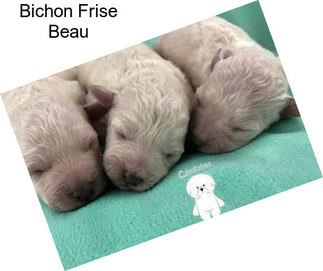 Bichon Frise Beau