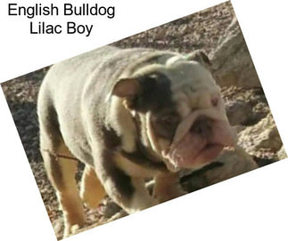 English Bulldog Lilac Boy