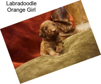 Labradoodle Orange Girl