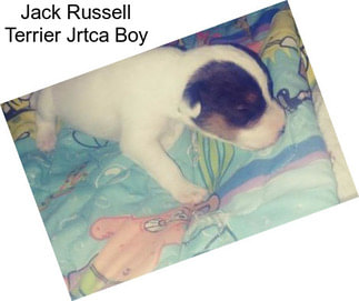 Jack Russell Terrier Jrtca Boy