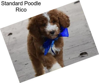 Standard Poodle Rico