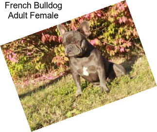 French Bulldog Adult Female