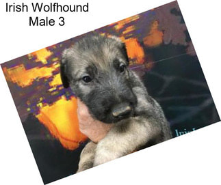 Irish Wolfhound Male 3