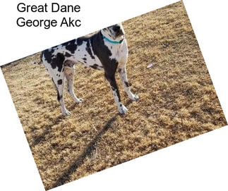 Great Dane George Akc