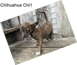 Chihuahua Chi1