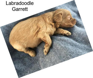 Labradoodle Garrett