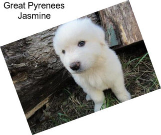 Great Pyrenees Jasmine