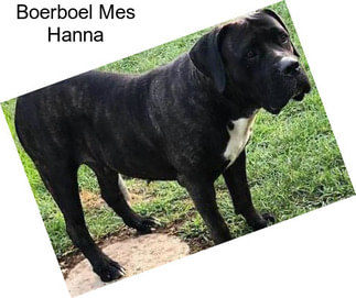 Boerboel Mes Hanna