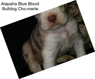 Alapaha Blue Blood Bulldog Cho-merle