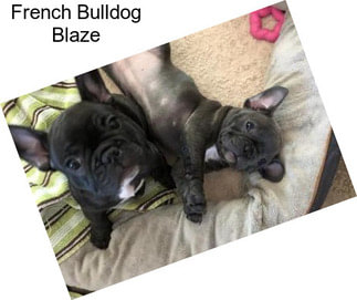 French Bulldog Blaze