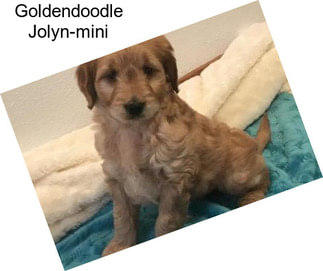 Goldendoodle Jolyn-mini