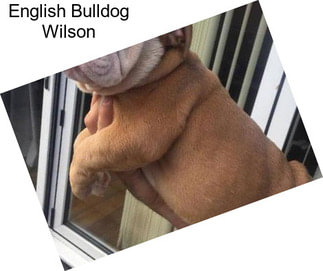 English Bulldog Wilson