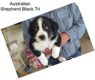 Australian Shepherd Black Tri