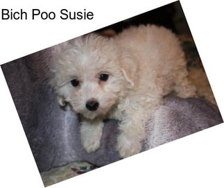 Bich Poo Susie