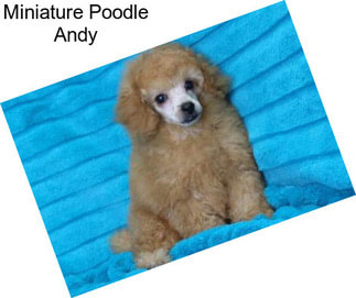 Miniature Poodle Andy