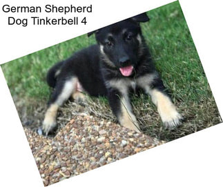 German Shepherd Dog Tinkerbell 4