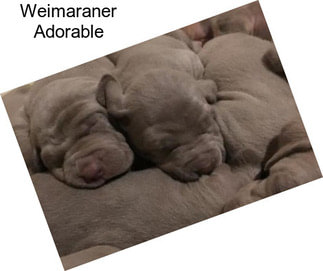 Weimaraner Adorable