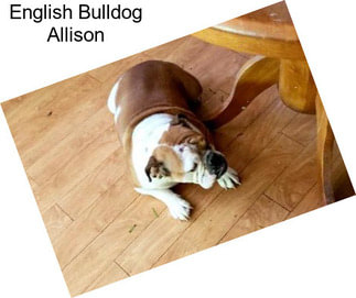 English Bulldog Allison