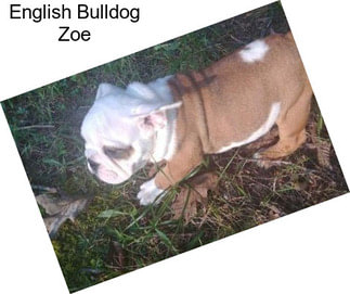English Bulldog Zoe