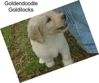 Goldendoodle Goldilocks