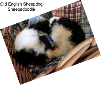 Old English Sheepdog Sheepadoodle