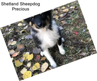 Shetland Sheepdog Precious
