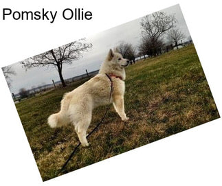 Pomsky Ollie