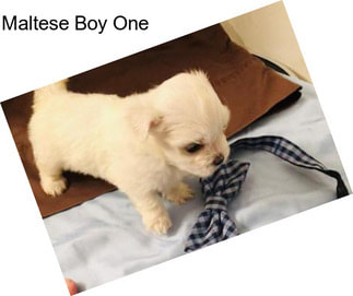 Maltese Boy One