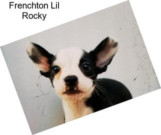 Frenchton Lil Rocky