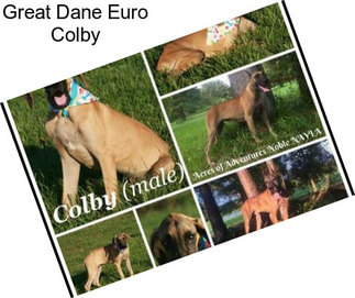 Great Dane Euro Colby