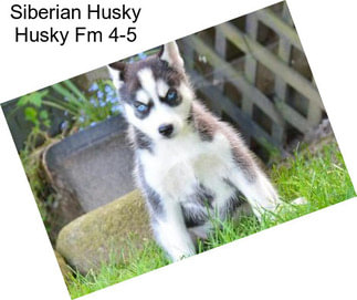 Siberian Husky Husky Fm 4-5