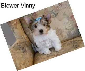 Biewer Vinny