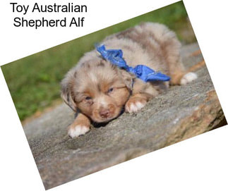 Toy Australian Shepherd Alf
