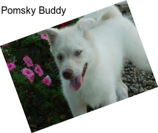 Pomsky Buddy