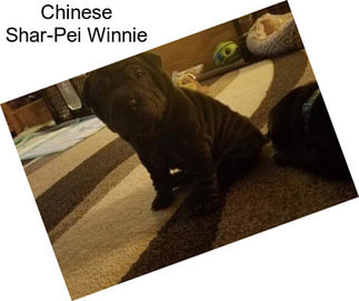 Chinese Shar-Pei Winnie