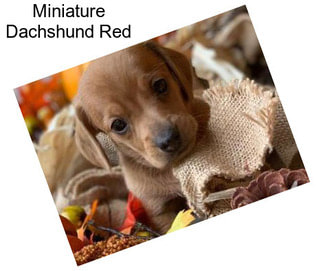 Miniature Dachshund Red