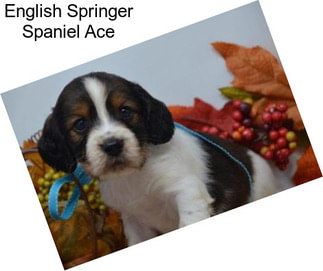 English Springer Spaniel Ace