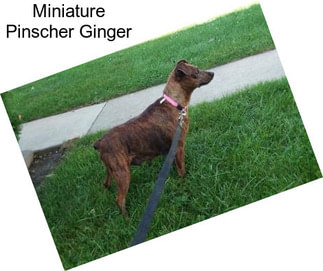 Miniature Pinscher Ginger