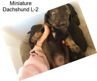 Miniature Dachshund L-2