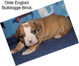 Olde English Bulldogge Brick