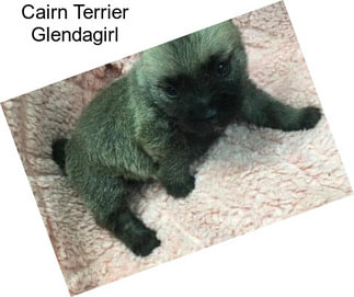 Cairn Terrier Glendagirl