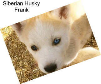 Siberian Husky Frank